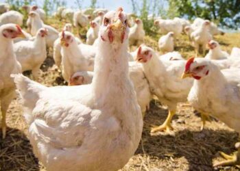 Federación Dominicana de Comerciantes afirma canasta familiar aumentado hasta un 50 por ciento