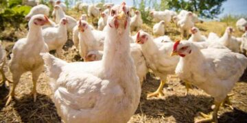 Federación Dominicana de Comerciantes afirma canasta familiar aumentado hasta un 50 por ciento