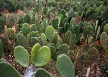 Una mujer condenada en Nueva Zelanda por entrar con 1.000 cactus adheridos al cuerpo