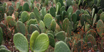 Una mujer condenada en Nueva Zelanda por entrar con 1.000 cactus adheridos al cuerpo