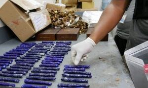 Ocupan 99 envolturas de cocaína camufladas en cigarros serían llevados a EEUU