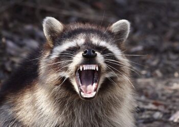 Mapache entregado al zoológico  está bajo mucho estrés