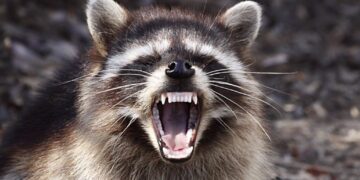 Mapache entregado al zoológico está bajo mucho estrés