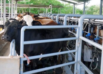 Sin costo, pequeños ganaderos dominicanos tienen acceso a la mejor genética a través del Promegan