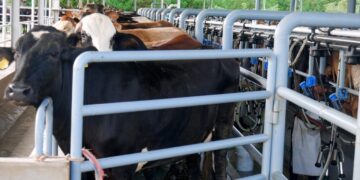 Sin costo, pequeños ganaderos dominicanos tienen acceso a la mejor genética a través del Promegan