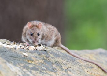 La OMS dice que el riesgo del hantavirus para la salud pública mundial «sigue siendo bajo»