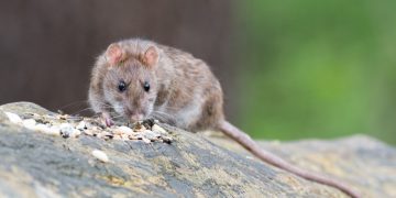 La OMS dice que el riesgo del hantavirus para la salud pública mundial «sigue siendo bajo»